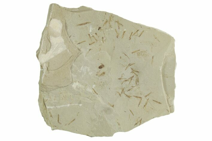 Insect Mortality Plate - Green River Formation, Utah #356619